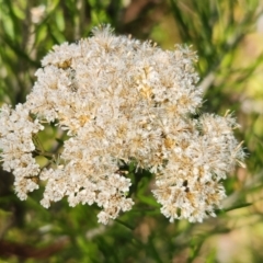 Ozothamnus rosmarinifolius at Gibraltar Pines - 25 Mar 2024 01:27 PM