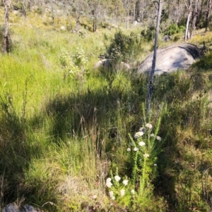 Ozothamnus rosmarinifolius at Gibraltar Pines - 25 Mar 2024 01:27 PM