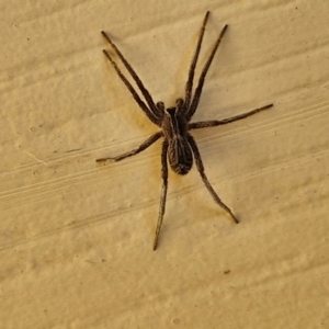 Unidentified Other hunting spider at suppressed by trevorpreston