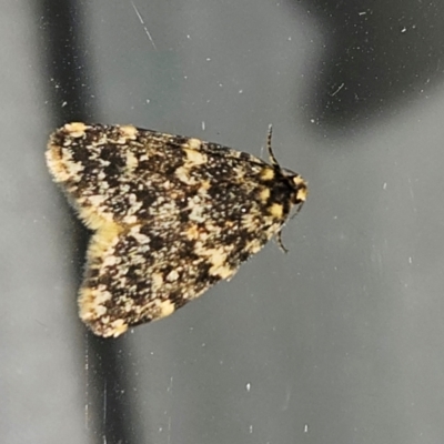 Halone sinuata (Rock Lichen Moth) at Hawker, ACT - 30 Mar 2024 by sangio7