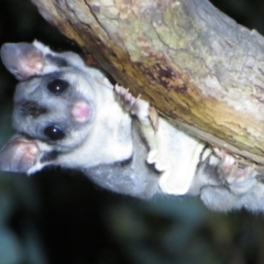 Petaurus notatus (Krefft’s Glider, Sugar Glider) at Mulligans Flat - 29 Mar 2024 by Christine