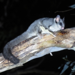 Petaurus notatus at Mulligans Flat - suppressed