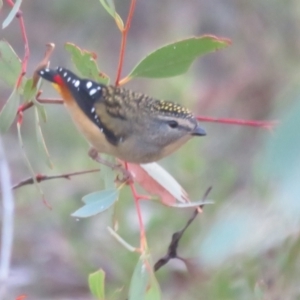 Pardalotus punctatus at Bluetts Block (402, 403, 12, 11) - 28 Mar 2024