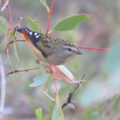 Pardalotus punctatus (Spotted Pardalote) at Piney Ridge - 28 Mar 2024 by Christine