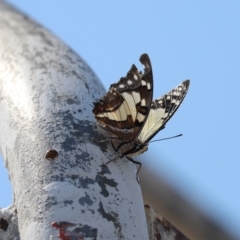 Charaxes sempronius (Tailed Emperor) at Mount Painter - 29 Mar 2024 by Tammy