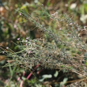 Epilobium billardiereanum at Mount Painter - 29 Mar 2024