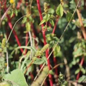 Amaranthus retroflexus at Mount Painter - 29 Mar 2024