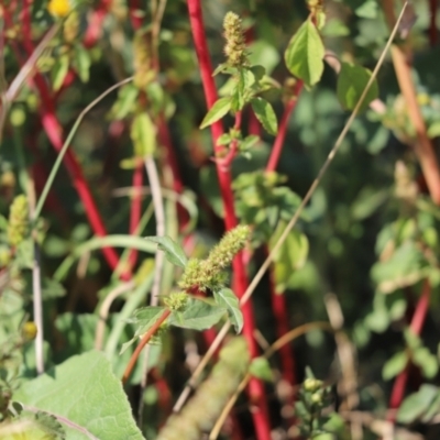 Amaranthus retroflexus (Redroot Amaranth) at Mount Painter - 29 Mar 2024 by Tammy