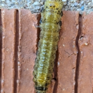 Pergidae sp. (family) at suppressed by CattleDog