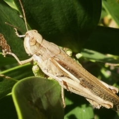 Schizobothrus flavovittatus (Disappearing Grasshopper) at Narooma, NSW - 25 Mar 2024 by HarveyPerkins