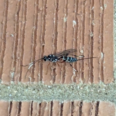 Glabridorsum stokesii (A parasitic wasp) at Page, ACT - 30 Mar 2024 by CattleDog