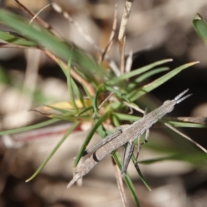 Keyacris scurra at Hall, ACT - 30 Mar 2024 12:29 PM