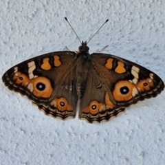 Junonia villida (Meadow Argus) at Goulburn, NSW - 29 Mar 2024 by trevorpreston