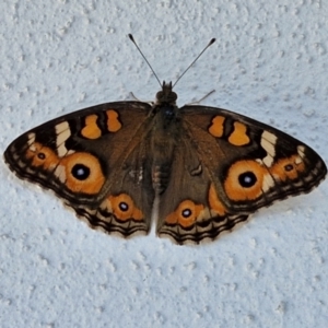 Junonia villida at Goulburn, NSW - 30 Mar 2024 10:47 AM