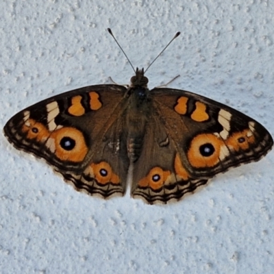 Junonia villida (Meadow Argus) at Goulburn, NSW - 30 Mar 2024 by trevorpreston