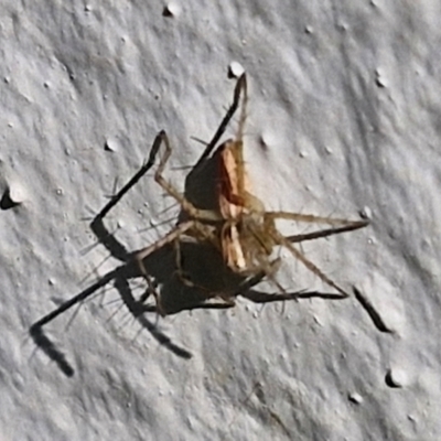 Oxyopes (genus) (Lynx spider) at Goulburn, NSW - 30 Mar 2024 by trevorpreston