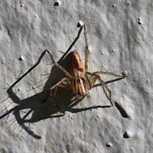 Oxyopes sp. (genus) at Goulburn, NSW - 30 Mar 2024