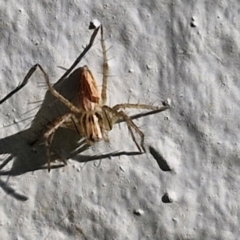 Oxyopes sp. (genus) at Goulburn, NSW - 30 Mar 2024