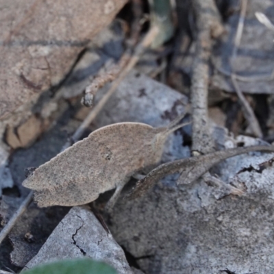 Goniaea australasiae (Gumleaf grasshopper) at Hall, ACT - 30 Mar 2024 by Anna123