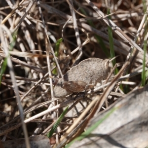 Goniaea australasiae at Hall, ACT - 30 Mar 2024 12:33 PM