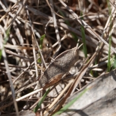 Goniaea australasiae at Hall, ACT - 30 Mar 2024 12:33 PM