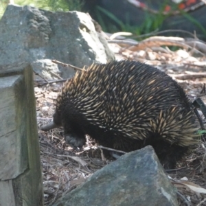 Tachyglossus aculeatus (Short-beaked Echidna) at Hall, ACT by Anna123