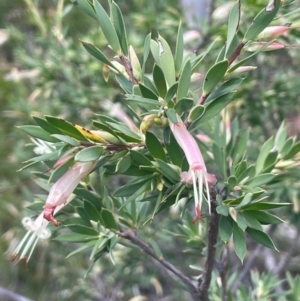 Styphelia triflora at Growee, NSW - 24 Mar 2024