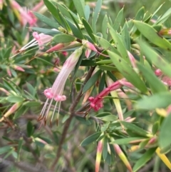 Styphelia triflora at Growee, NSW - 24 Mar 2024