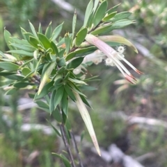 Styphelia triflora at Growee, NSW - 24 Mar 2024 12:48 PM