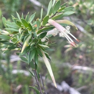 Styphelia triflora at Growee, NSW - 24 Mar 2024