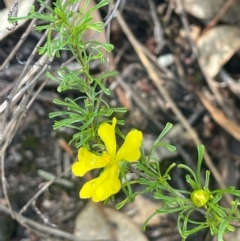 Hibbertia circumdans (Hibbertia circumdans) at Growee, NSW - 24 Mar 2024 by JaneR