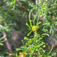 Hibbertia circumdans at Growee, NSW - 24 Mar 2024 12:28 PM