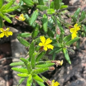 Goodenia heterophylla subsp. montana at Growee, NSW - 24 Mar 2024