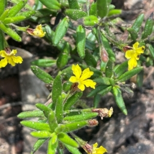 Goodenia sp. at suppressed by JaneR
