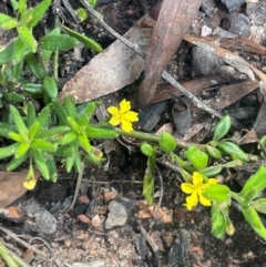 Goodenia heterophylla subsp. montana at Growee, NSW - 24 Mar 2024