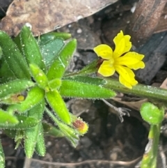 Goodenia heterophylla subsp. montana at Growee, NSW - 24 Mar 2024