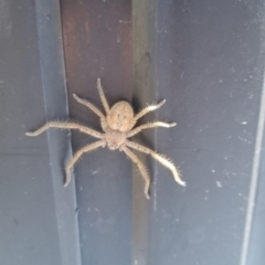 Isopeda canberrana (Canberra Huntsman Spider) at Bungendore, NSW - 30 Mar 2024 by clarehoneydove