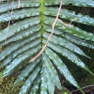 Blechnum sp. at Growee, NSW - 24 Mar 2024