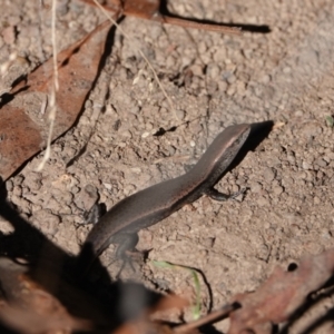 Lampropholis delicata (Delicate Skink) at Hall, ACT by Anna123