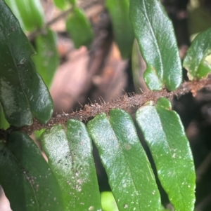 Pellaea falcata at Growee, NSW - suppressed