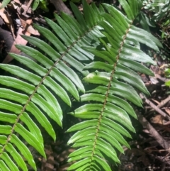 Pellaea falcata at Growee, NSW - suppressed