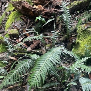 Blechnum neohollandicum at Growee, NSW - 24 Mar 2024 11:26 AM