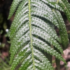 Blechnum neohollandicum at Growee, NSW - 24 Mar 2024 11:26 AM