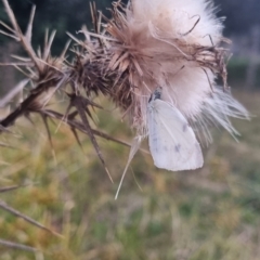 Pieris rapae (Cabbage White) at QPRC LGA - 29 Mar 2024 by clarehoneydove