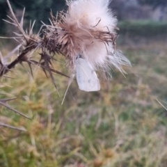 Pieris rapae at QPRC LGA - suppressed