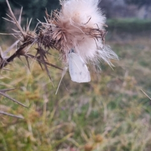 Pieris rapae at QPRC LGA - 29 Mar 2024