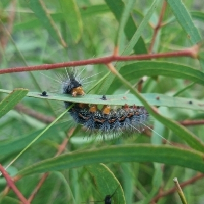 Epicoma (genus) (Unidentified Prominent moth) at Bungendore, NSW - 29 Mar 2024 by clarehoneydove