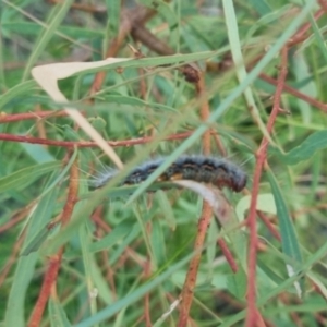 Epicoma (genus) at QPRC LGA - suppressed