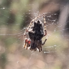 Socca pustulosa (Knobbled Orbweaver) at Bungendore, NSW - 29 Mar 2024 by clarehoneydove