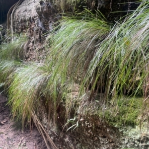 Lomandra montana at Growee, NSW - 24 Mar 2024 11:34 AM